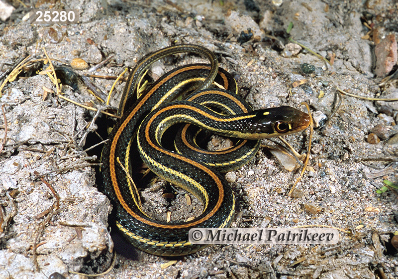 Western Ribbon Snake (Thamnophis proximus)